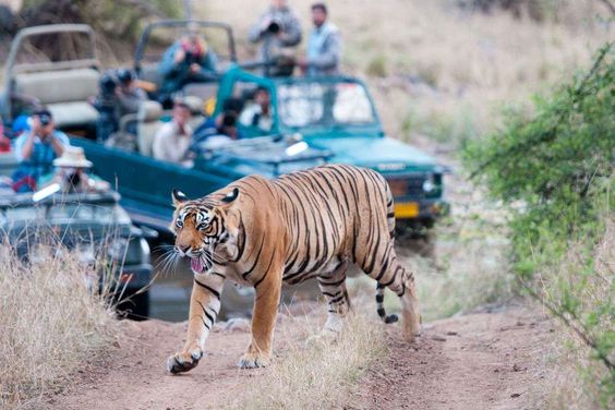 Ranthambhore Day Tour